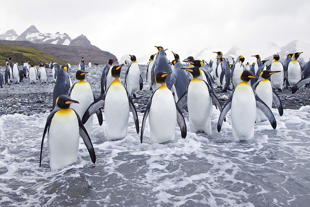 King Penguin (Aptenodytes patagonicus) breeding and nesting colonies on South Georgia Island, Southern Ocean. 