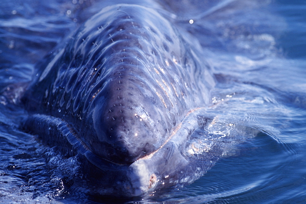 Gray whale calf head detail showing bristles. San Ignacio Lagoon, Baja, Mexico.