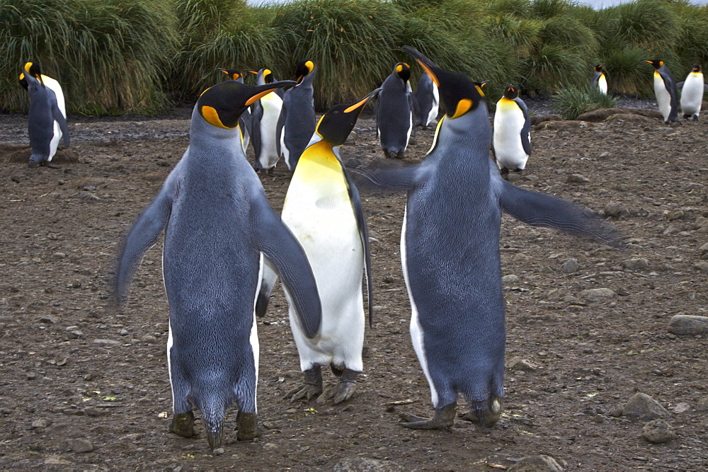 King Penguin (Aptenodytes patagonicus) breeding and nesting colonies on South Georgia Island, Southern Ocean.