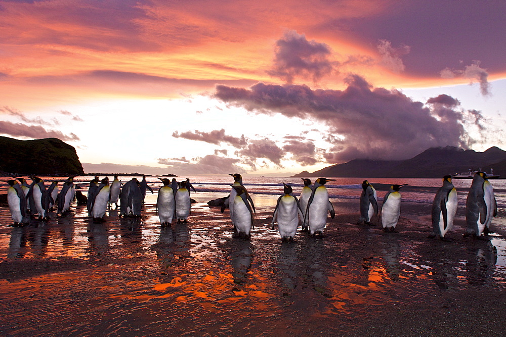 Sunrise on the king penguin (Aptenodytes patagonicus) breeding and nesting colonies at St. Andrews Bay on South Georgia Island, Southern Ocean. 