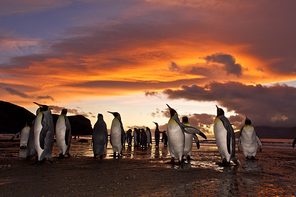 Sunrise on the king penguin (Aptenodytes patagonicus) breeding and nesting colonies at St. Andrews Bay on South Georgia Island, Southern Ocean. 