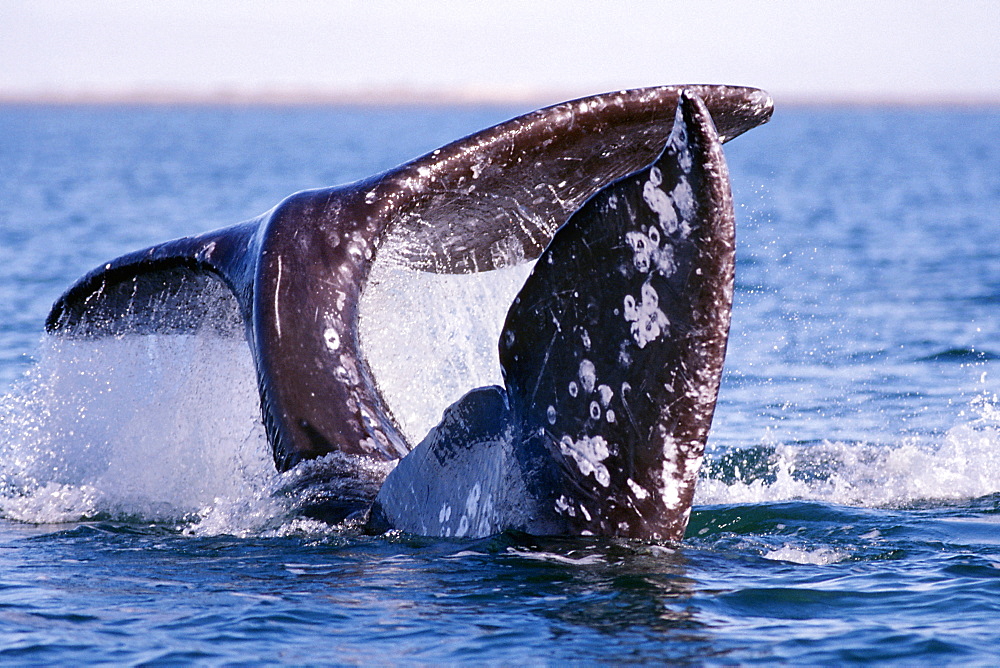 Adult California gray whale courtship in San Ignacio Lagoon, Baja, Mexico.