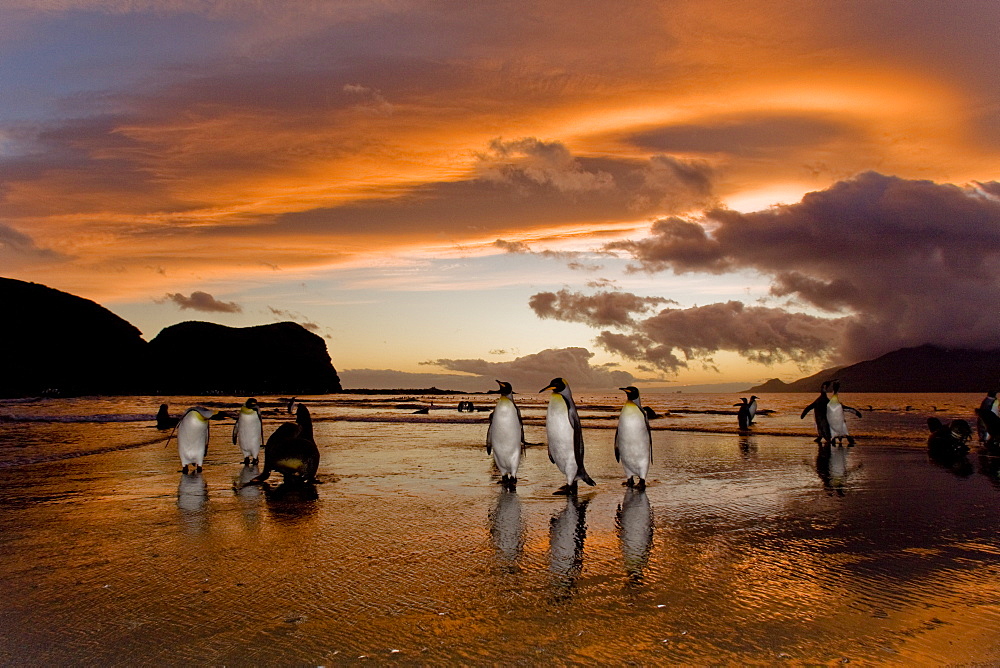 Sunrise on the king penguin (Aptenodytes patagonicus) breeding and nesting colonies at St. Andrews Bay on South Georgia Island, Southern Ocean.