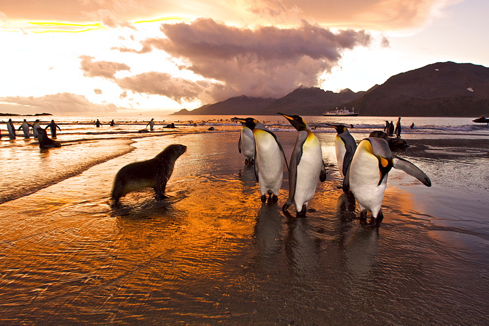Sunrise on the king penguin (Aptenodytes patagonicus) breeding and nesting colonies at St. Andrews Bay on South Georgia Island, Southern Ocean.