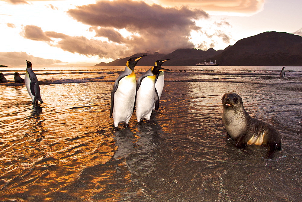Sunrise on the king penguin (Aptenodytes patagonicus) breeding and nesting colonies at St. Andrews Bay on South Georgia Island, Southern Ocean.