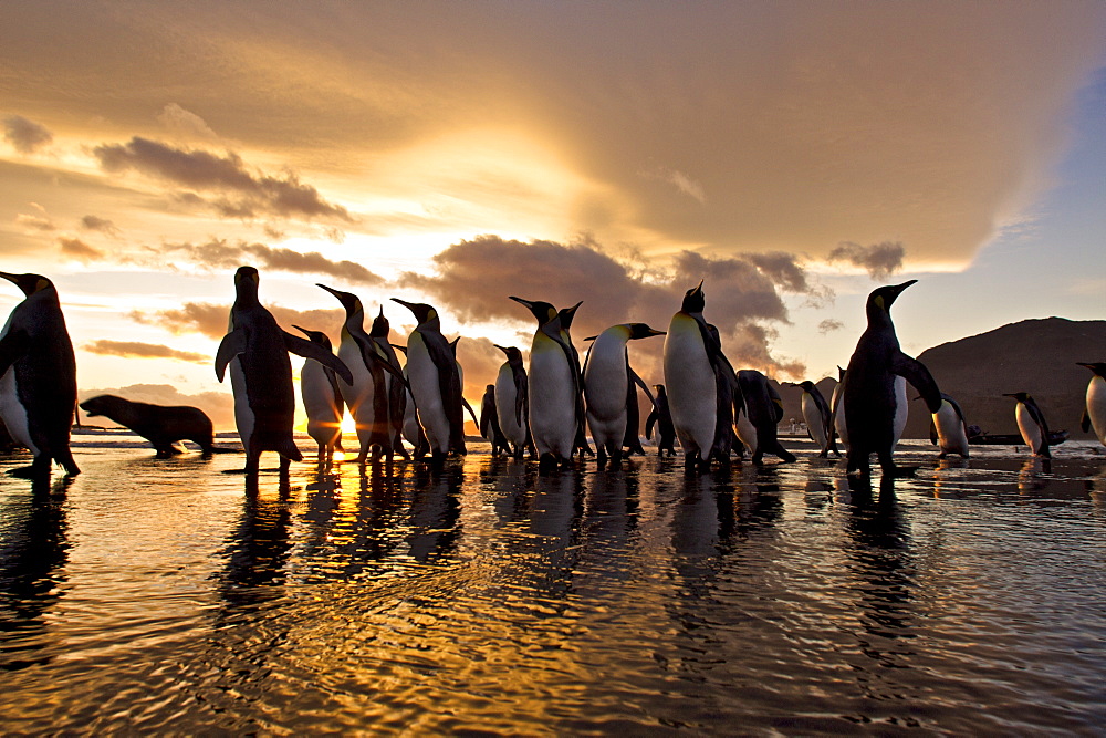 Sunrise on the king penguin (Aptenodytes patagonicus) breeding and nesting colonies at St. Andrews Bay on South Georgia Island, Southern Ocean. 