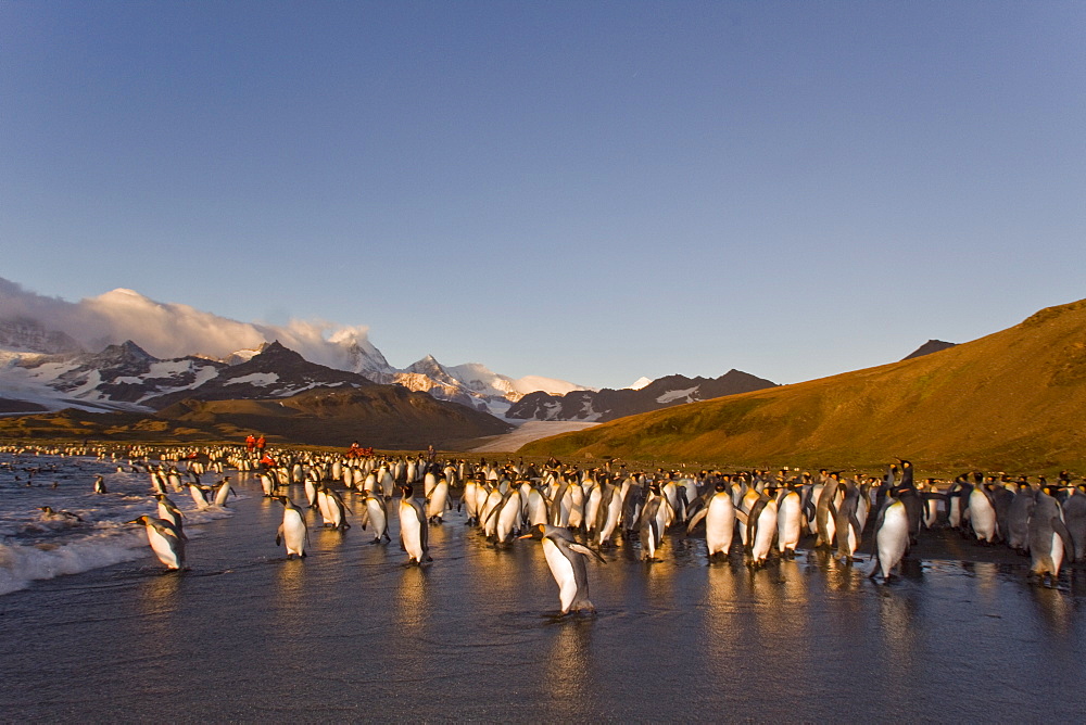 Sunrise on the king penguin (Aptenodytes patagonicus) breeding and nesting colonies at St. Andrews Bay on South Georgia Island, Southern Ocean.