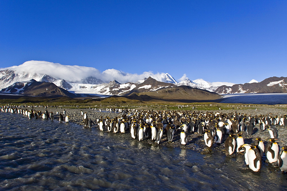 King Penguin (Aptenodytes patagonicus) breeding and nesting colonies on South Georgia Island, Southern Ocean.
