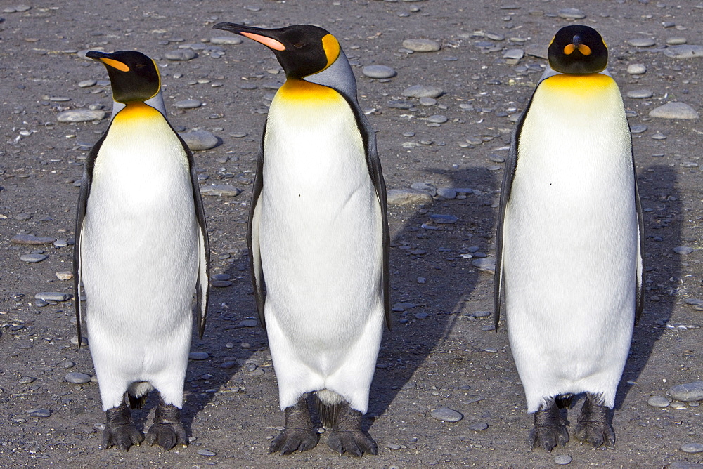 King Penguin (Aptenodytes patagonicus) breeding and nesting colonies on South Georgia Island, Southern Ocean. 