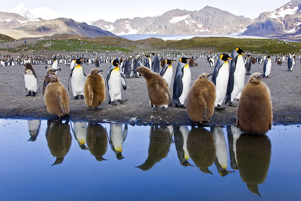 Reflected sunlight on king penguin (Aptenodytes patagonicus) breeding and nesting colonies on South Georgia Island, Southern Ocean. 