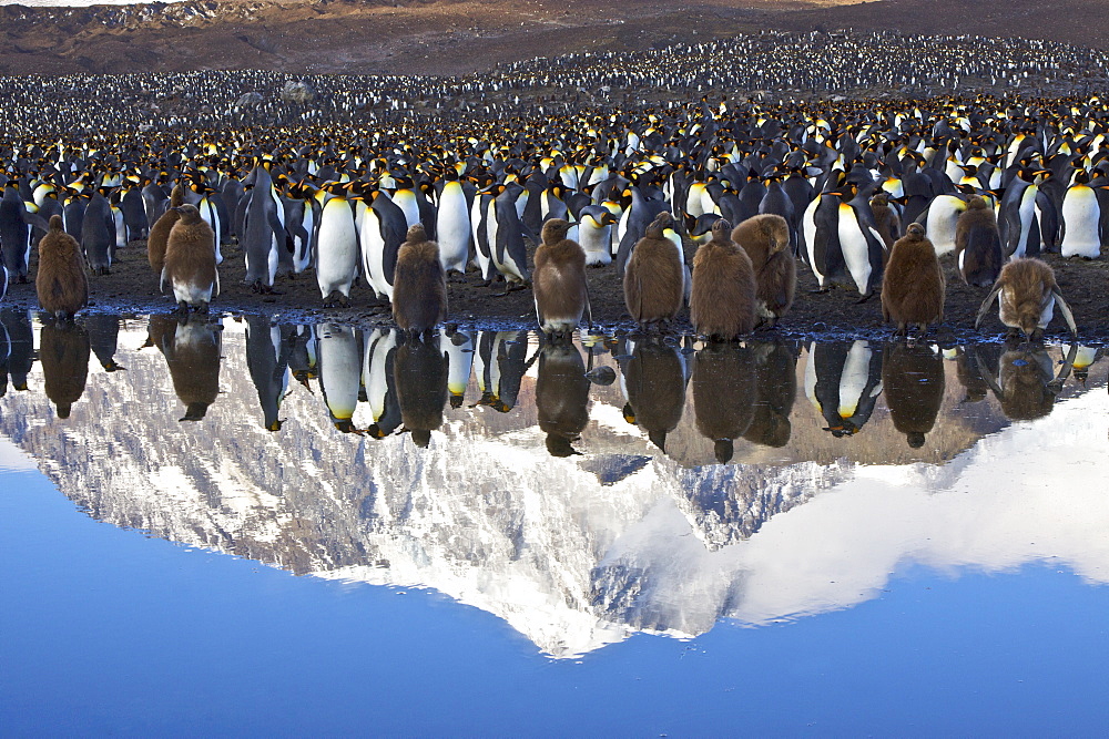 Reflected sunlight on king penguin (Aptenodytes patagonicus) breeding and nesting colonies on South Georgia Island, Southern Ocean. 