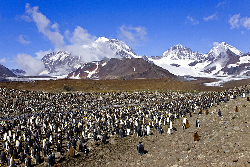 King Penguin (Aptenodytes patagonicus) breeding and nesting colonies on South Georgia Island, Southern Ocean. 