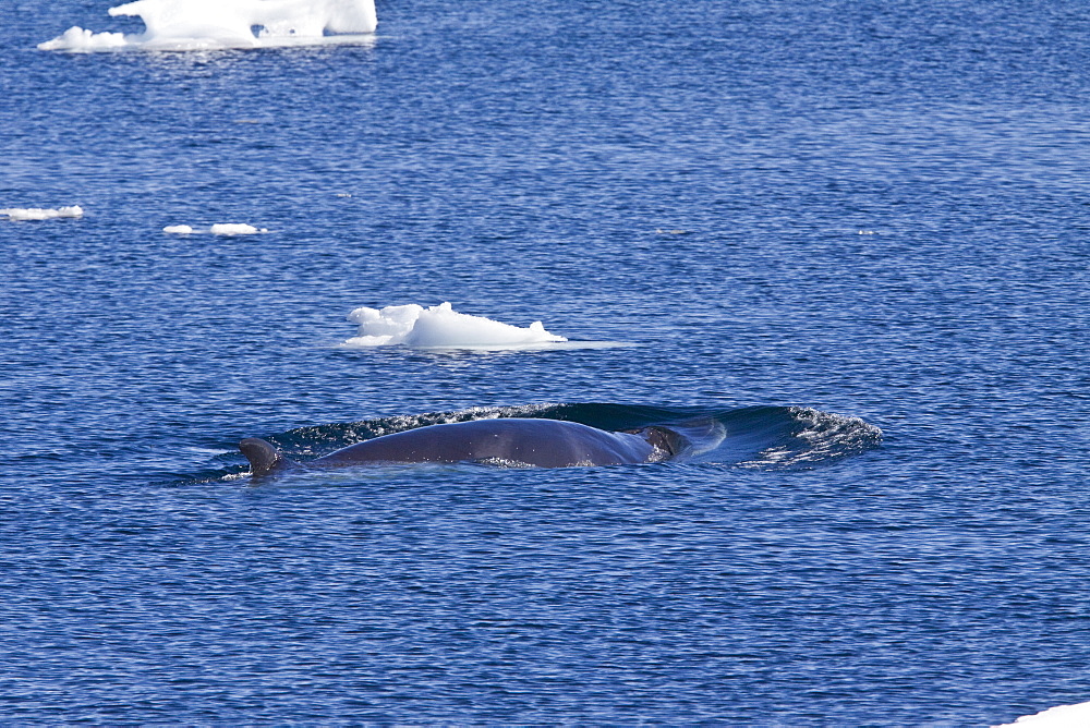 Adult Antarctic Minke Whale (Balaenoptera bonaerensis), also known as the Southern Minke Whale, surfacing near the Antarctic Peninsula