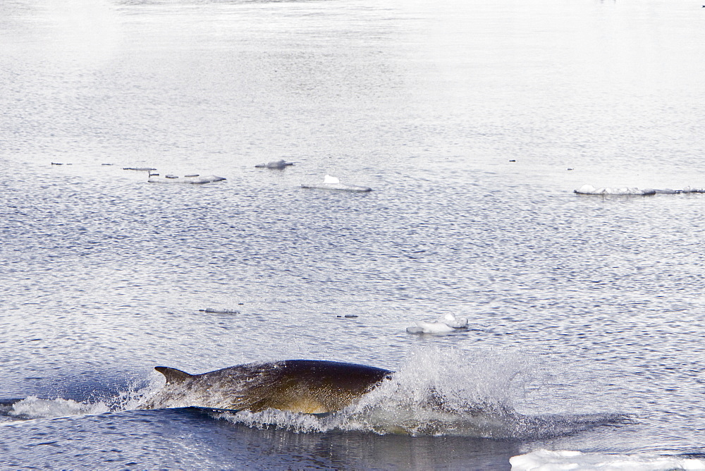 Adult Antarctic Minke Whale (Balaenoptera bonaerensis), also known as the Southern Minke Whale, surfacing near the Antarctic Peninsula