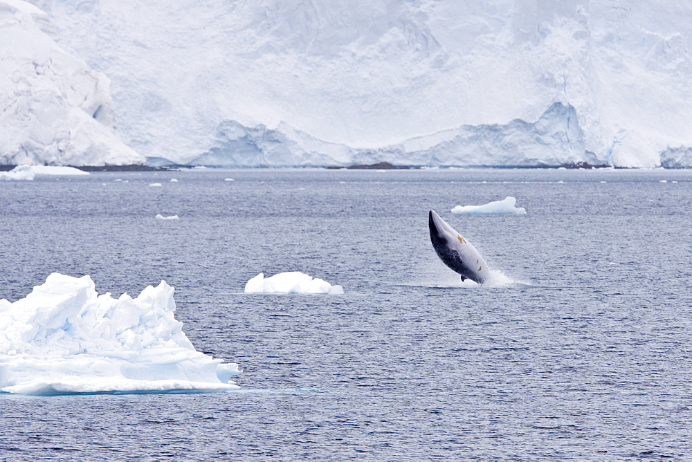 Adult Antarctic Minke Whale (Balaenoptera bonaerensis), also known as the Southern Minke Whale, surfacing near the Antarctic Peninsula