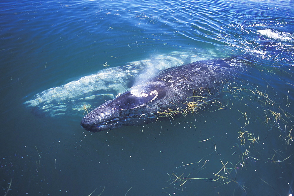 Curious California Gray Whale mother and calf (Eschrichtius robustus) approaching boat in San Ignacio Lagoon, Baja California Sur, Mexico.