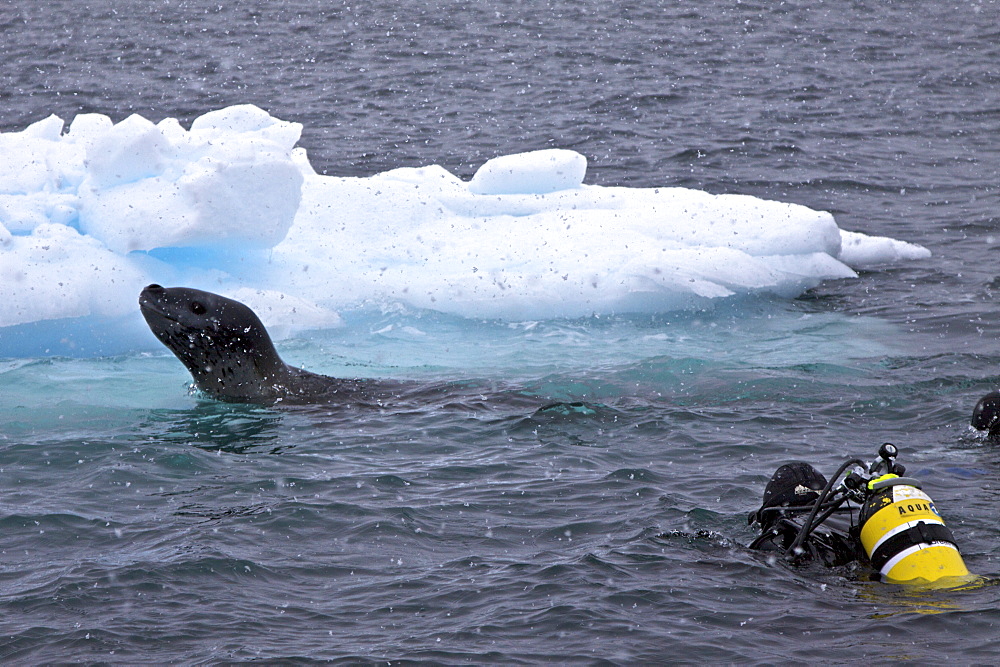 Divers Lisa Trotter and Robert Alexander enter the water with a large, curious, female leopard seal (Hydrurga leptonyx) near Booth Island on the western side of the Antarctic Peninsula, Antarctica