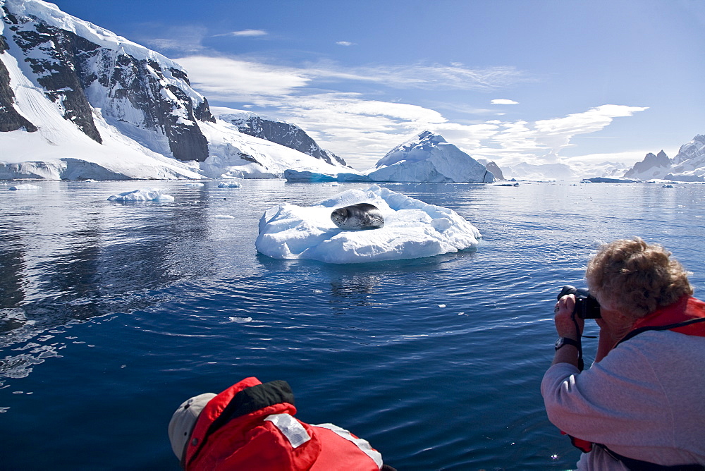 The Leopard seal (Hydrurga leptonyx) is the second largest species of seal in the Antarctic