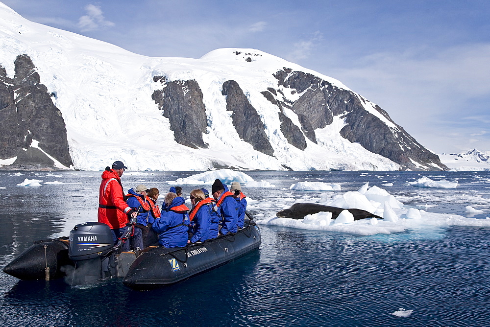 The Leopard seal (Hydrurga leptonyx) is the second largest species of seal in the Antarctic