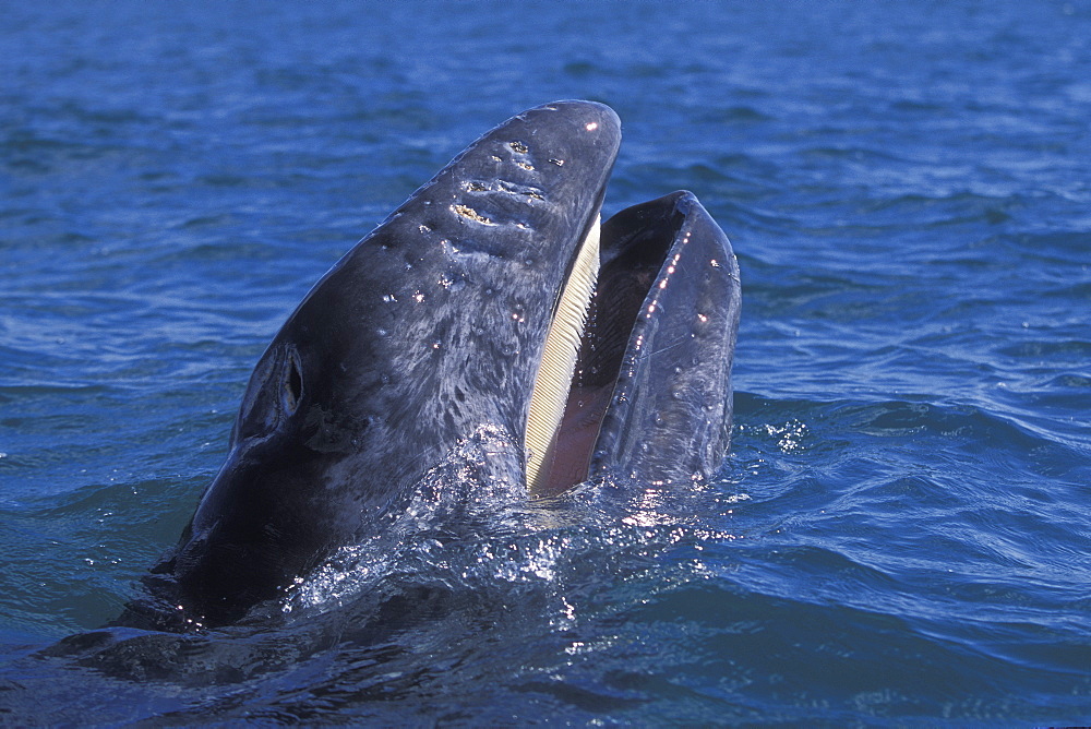 California Gray Whale (Eschrichtius robustus) calf head-lunging (note light colored baleen). San Ignacio Lagoon, Baja California Sur, Mexico.
