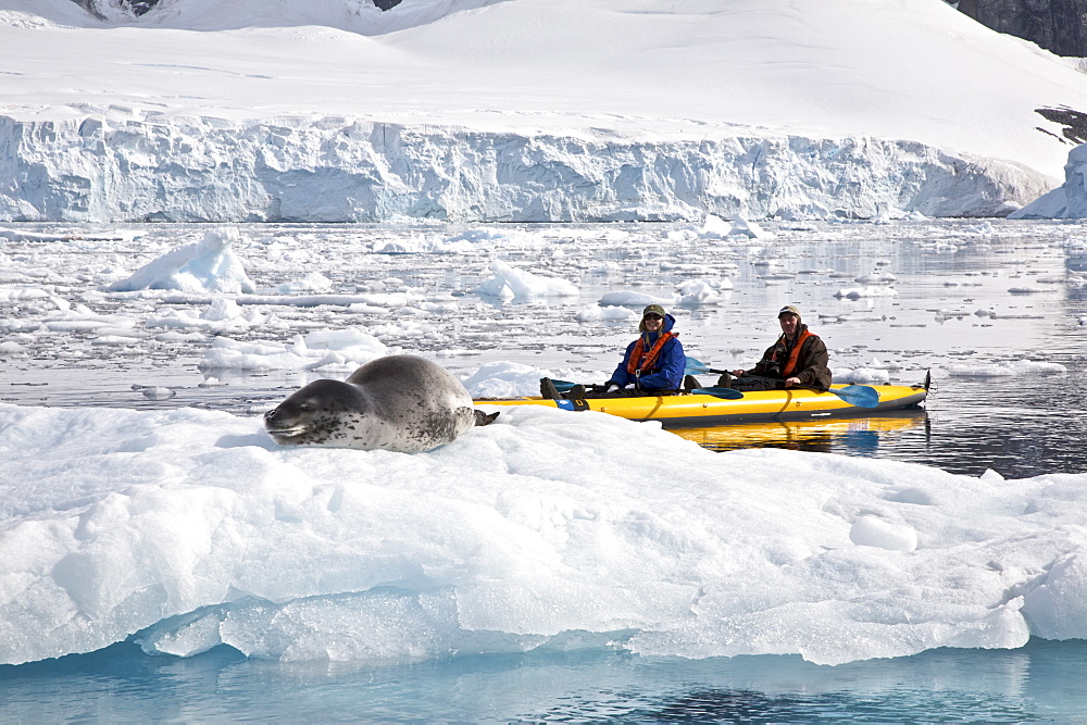 Kayaking with a leopard seal near Danco Island, Antarctica