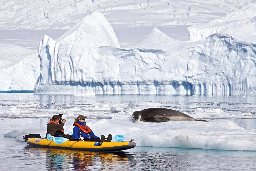 National Geographic photographer Joel Sartore and his wife Kathy kayaking with a leopard seal near Danco Island, Antarctica