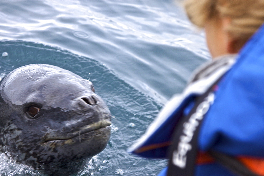 Adult male leopard seal (Hydrurga leptonyx) with Lindblad Expeditions guest in Zodiac