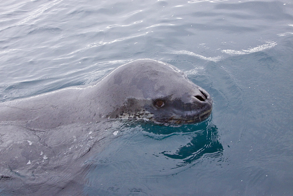 The Leopard seal (Hydrurga leptonyx) is the second largest species of seal in the Antarctic