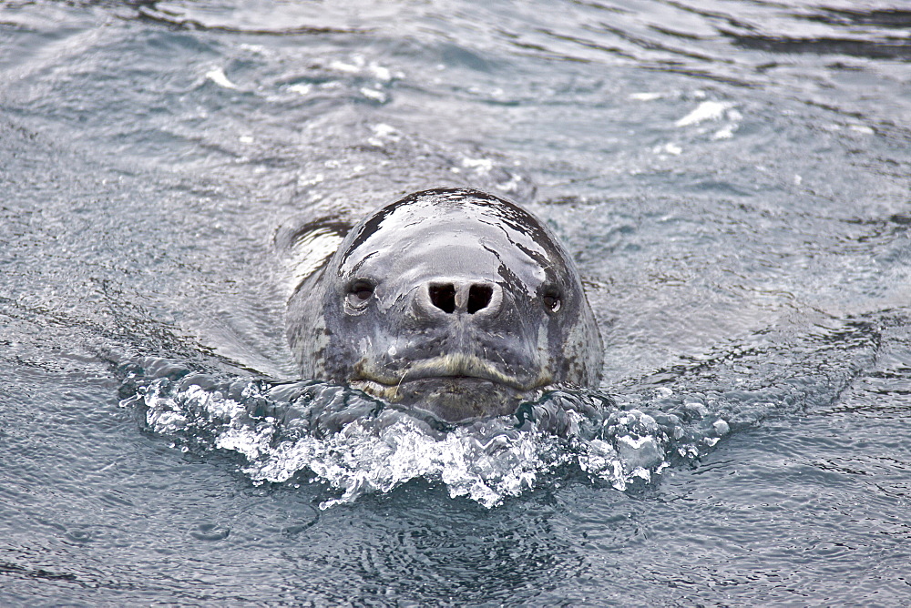 The Leopard seal (Hydrurga leptonyx) is the second largest species of seal in the Antarctic