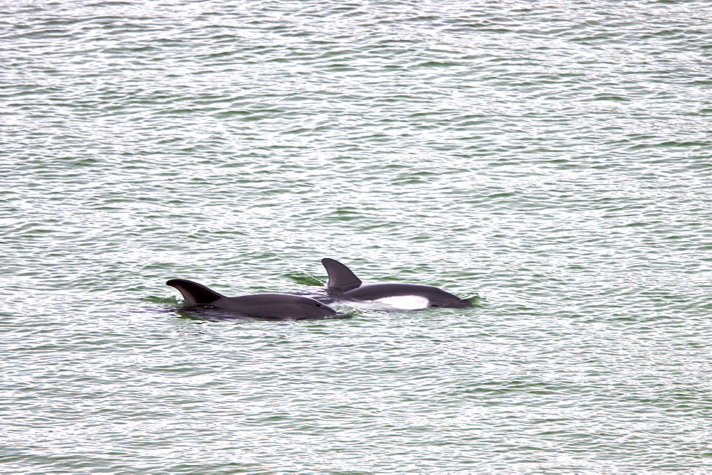 Adult Peale's Dolphin (Lagenorhynchus australis) foraging in extremely shallow water in Gypsy Cove, just outside of Stanley in the Falkland Islands, South Atlantic Ocean