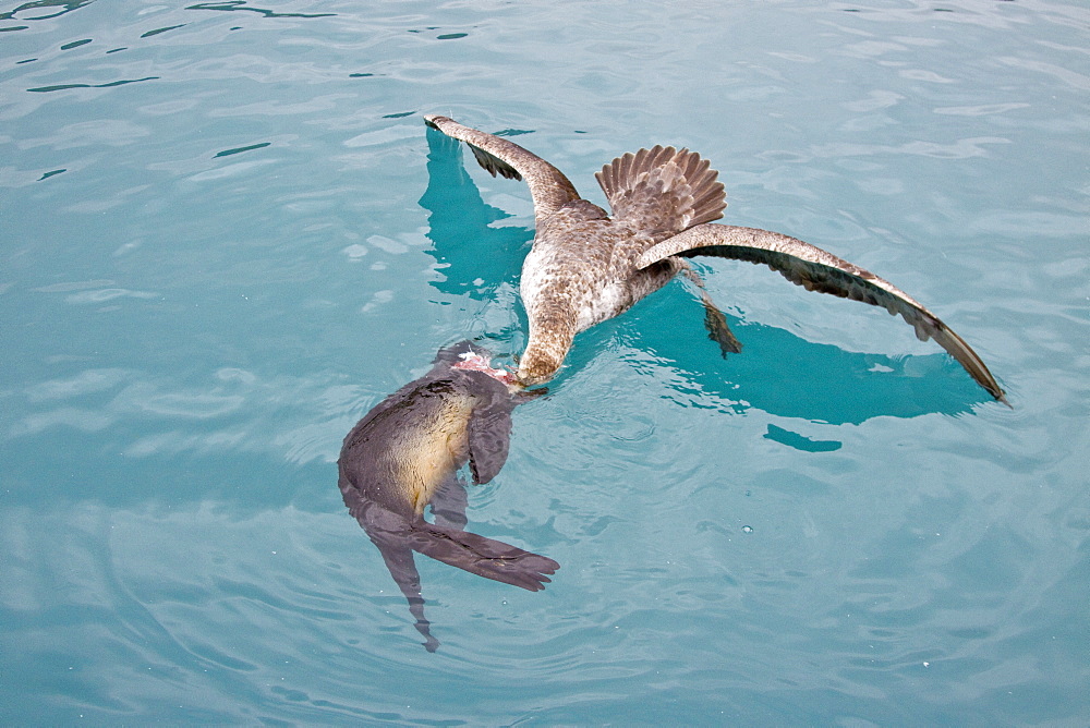 Southern Giant Petrel (Macronectes giganteus) and Northern Giant Petrel (Macronectes halli) tearing apart an Antarctic fur seal pup in the water at Grytviken on South Georgia, Southern Atlantic Ocean