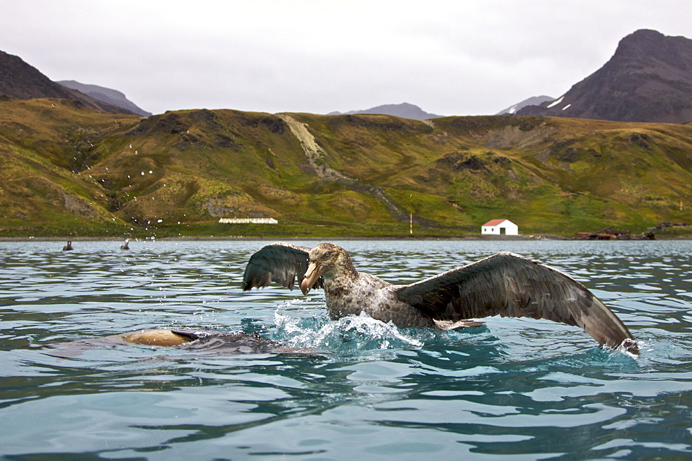 Southern Giant Petrel (Macronectes giganteus) and Northern Giant Petrel (Macronectes halli) tearing apart an Antarctic fur seal pup in the water at Grytviken on South Georgia, Southern Atlantic Ocean