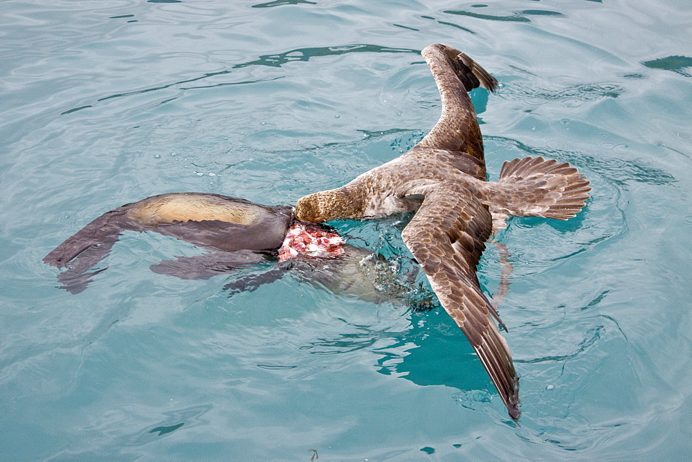 Southern Giant Petrel (Macronectes giganteus) and Northern Giant Petrel (Macronectes halli) tearing apart an Antarctic fur seal pup in the water at Grytviken on South Georgia, Southern Atlantic Ocean