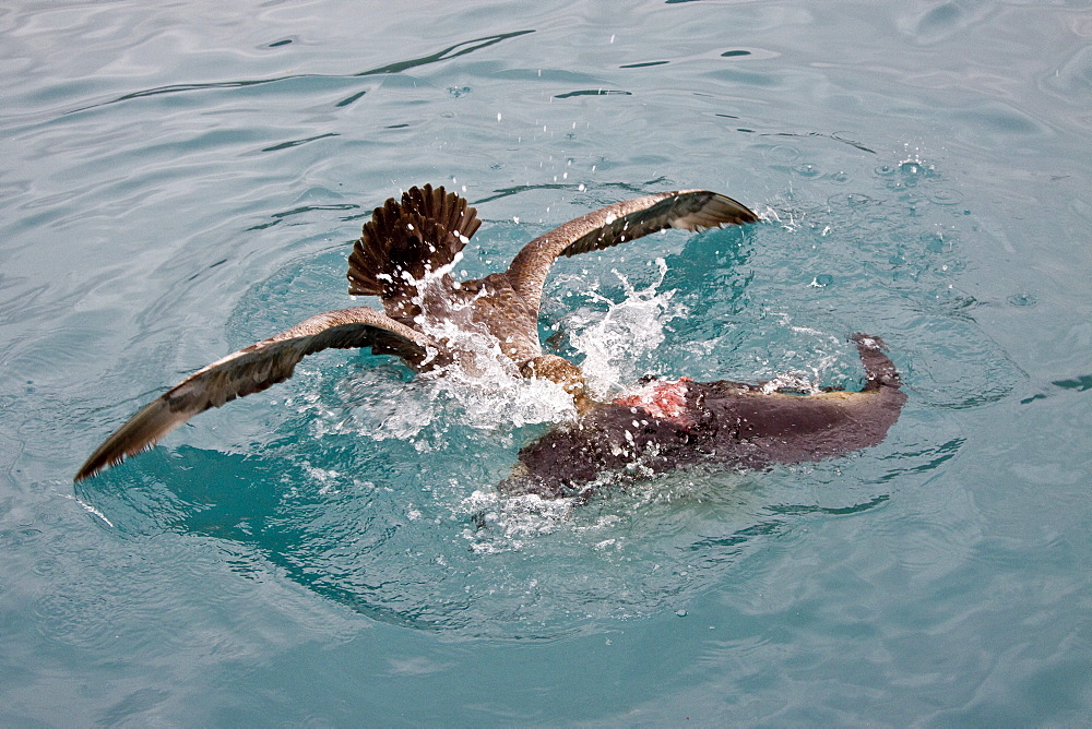 Southern Giant Petrel (Macronectes giganteus) and Northern Giant Petrel (Macronectes halli) tearing apart an Antarctic fur seal pup in the water at Grytviken on South Georgia, Southern Atlantic Ocean