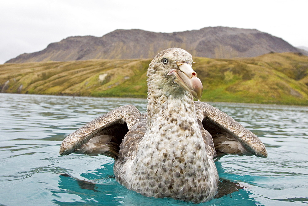 Southern Giant Petrel (Macronectes giganteus) and Northern Giant Petrel (Macronectes halli) tearing apart an Antarctic fur seal pup in the water at Grytviken on South Georgia, Southern Atlantic Ocean