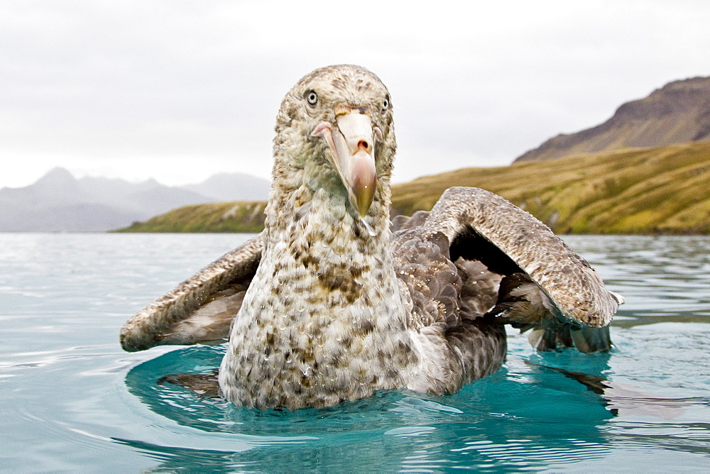 Southern Giant Petrel (Macronectes giganteus) and Northern Giant Petrel (Macronectes halli) tearing apart an Antarctic fur seal pup in the water at Grytviken on South Georgia, Southern Atlantic Ocean