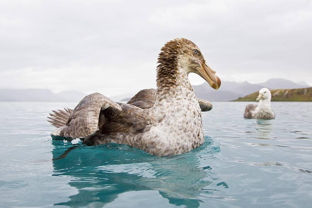 Southern Giant Petrel (Macronectes giganteus) and Northern Giant Petrel (Macronectes halli) tearing apart an Antarctic fur seal pup in the water at Grytviken on South Georgia, Southern Atlantic Ocean