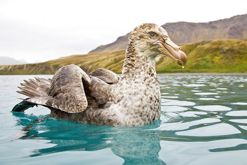 Southern Giant Petrel (Macronectes giganteus) and Northern Giant Petrel (Macronectes halli) tearing apart an Antarctic fur seal pup in the water at Grytviken on South Georgia, Southern Atlantic Ocean