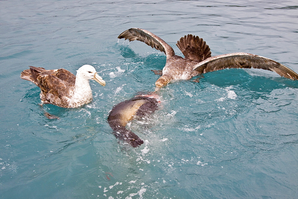 Southern Giant Petrel (Macronectes giganteus) and Northern Giant Petrel (Macronectes halli) tearing apart an Antarctic fur seal pup in the water at Grytviken on South Georgia, Southern Atlantic Ocean