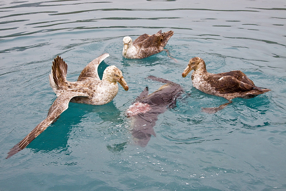 Southern Giant Petrel (Macronectes giganteus) and Northern Giant Petrel (Macronectes halli) tearing apart an Antarctic fur seal pup in the water at Grytviken on South Georgia, Southern Atlantic Ocean