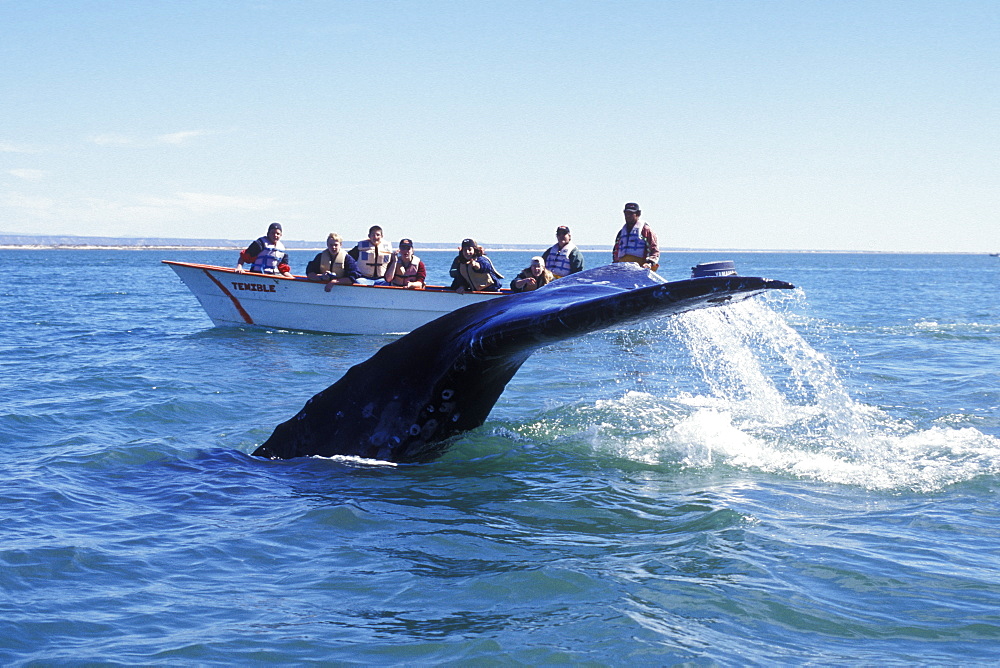 Adult California Gray Whale (Eschrichtius robustus) fluke-up dive near whale watching boat in San Ignacio Lagoon, Baja California Sur, Mexico.