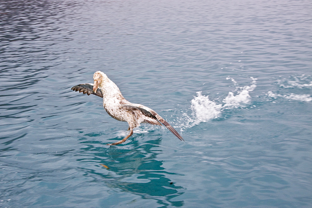 Southern Giant Petrel (Macronectes giganteus) and Northern Giant Petrel (Macronectes halli) tearing apart an Antarctic fur seal pup in the water at Grytviken on South Georgia, Southern Atlantic Ocean