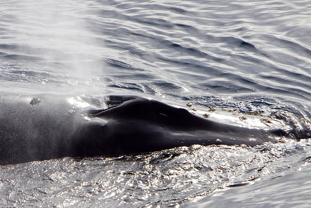 Humpback whale (Megaptera novaeangliae) mother and calf surfacing in pack ice near the Antarctic Peninsula