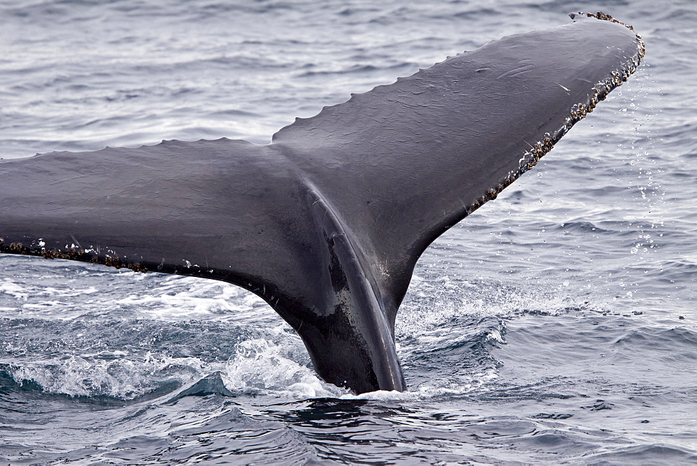 Humpback whale (Megaptera novaeangliae) surfacing near the Antarctic Peninsula