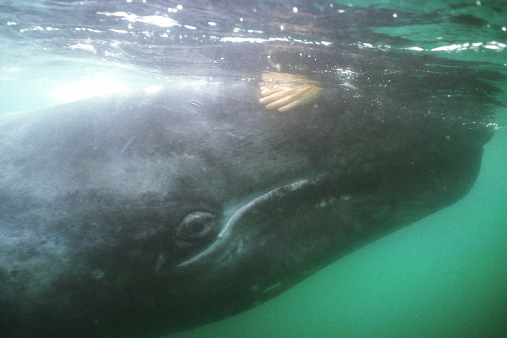 California Gray Whale (Eschrichtius robustus) calf making contact in San Ignacio Lagoon, BCS, Mexico.