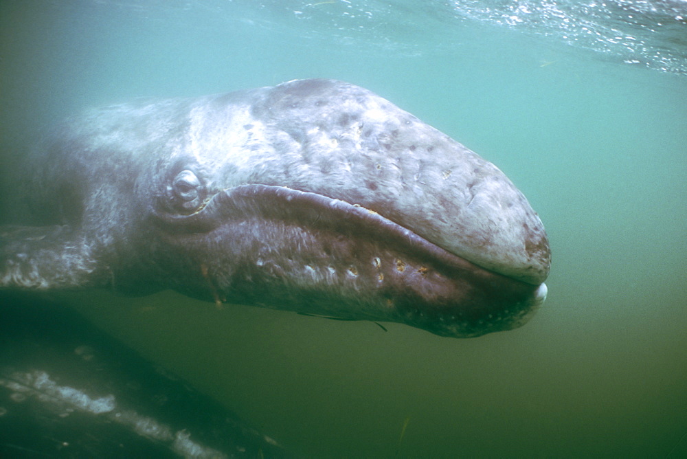 Curious California Gray Whale (Eschrichtius robustus) calf underwater in San Ignacio Lagoon, BCS, Mexico.