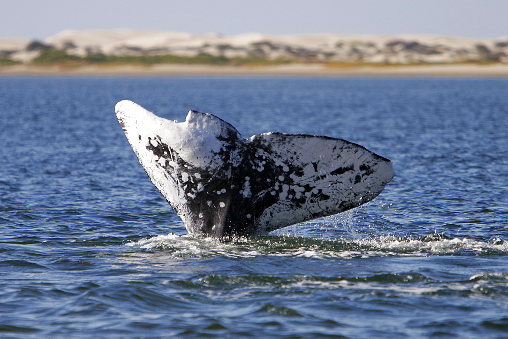 Adult California Gray Whale (Eschrichtius robustus) fluke-up dive - note extreme scarring and damage to right fluke - in Bahia Magdalena on the Pacific side of the Baja Penninsula. Pacific Ocean.