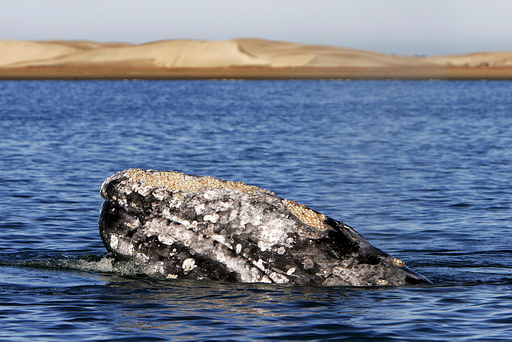 California Gray Whale (Eschrichtius robustus) adult spy-hopping in Magdalena Bay on the Pacific side of the Baja Penninsula. Pacific Ocean.