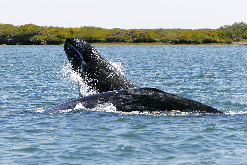 California gray whale (Eschrichtius robustus) calf breaching next to its' mother in the calm waters of Bahia Magdalena, Baja California Sur, Mexico.