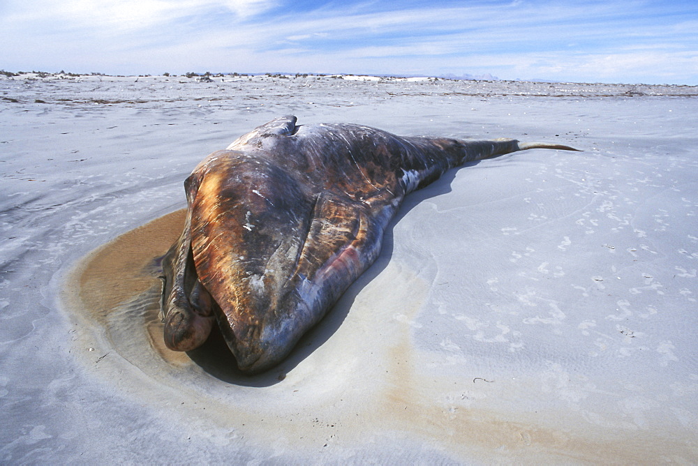 Beached female California Gray Whale (Eschrichtius robustus) carcass in the calm waters of San Ignacio Lagoon, Baja, Mexico.